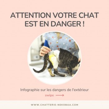 Les dangers de l'extérieur pour votre chat, infographie