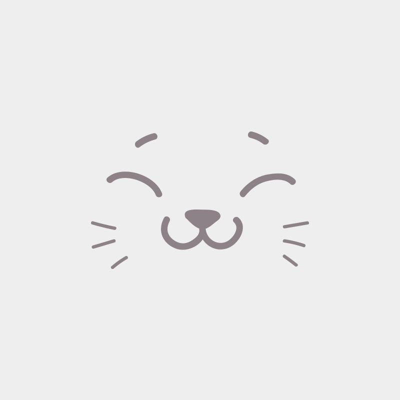 Natsu Femelle British Shorthair