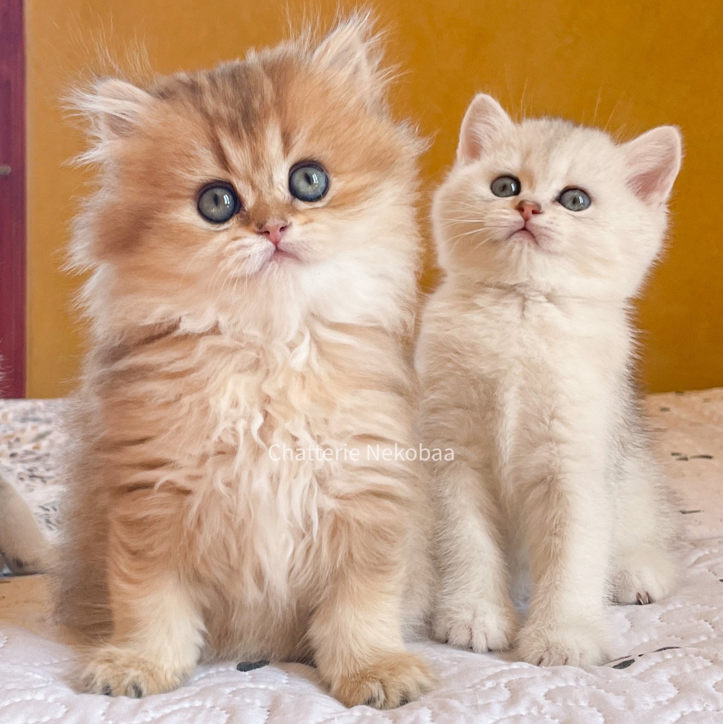 british longhair et british shorthair