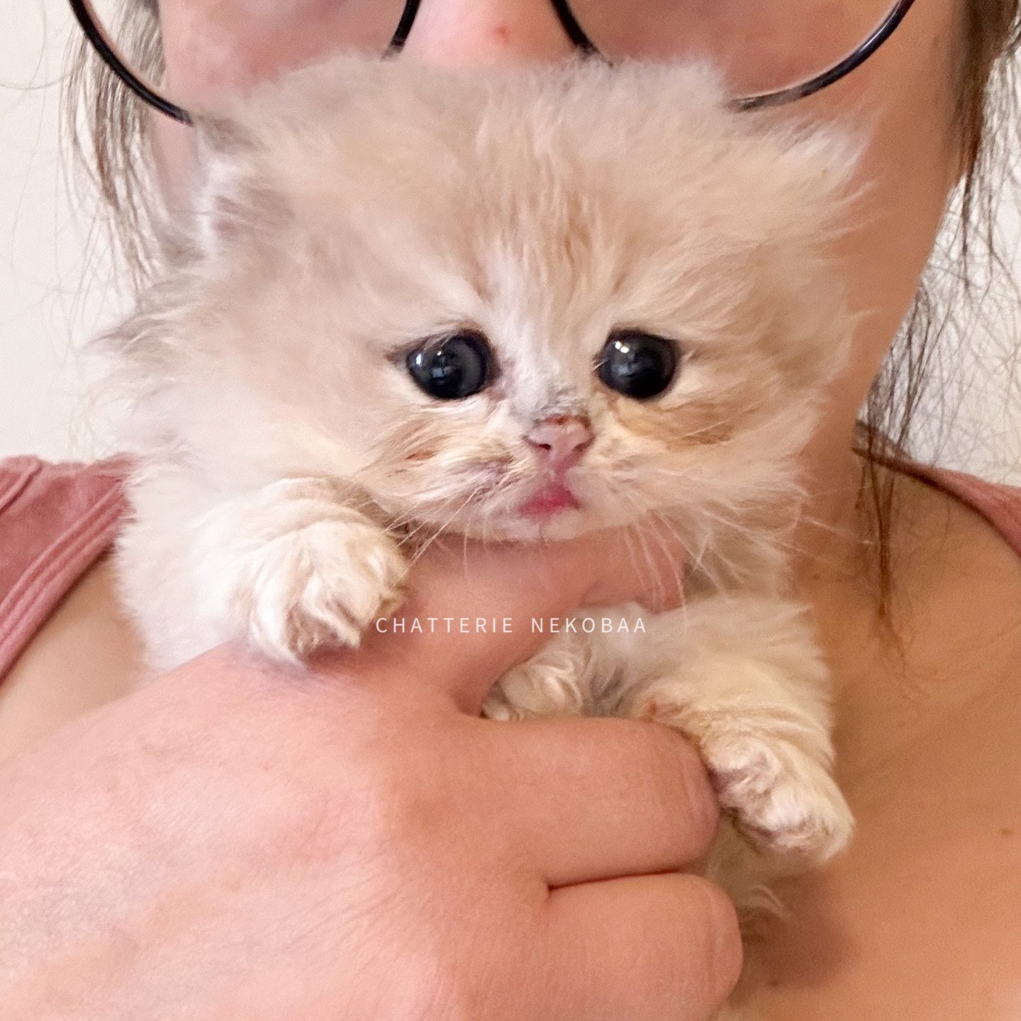 chaton british longhair blue golden