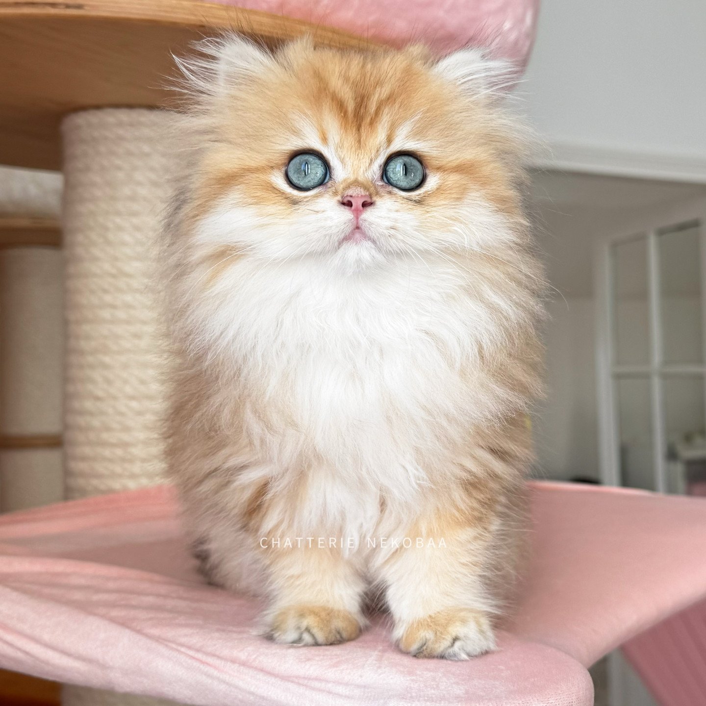 golden british longhair