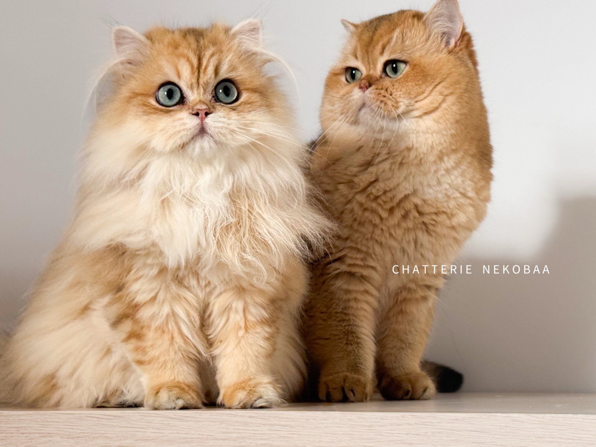 British shorthair et British longhair