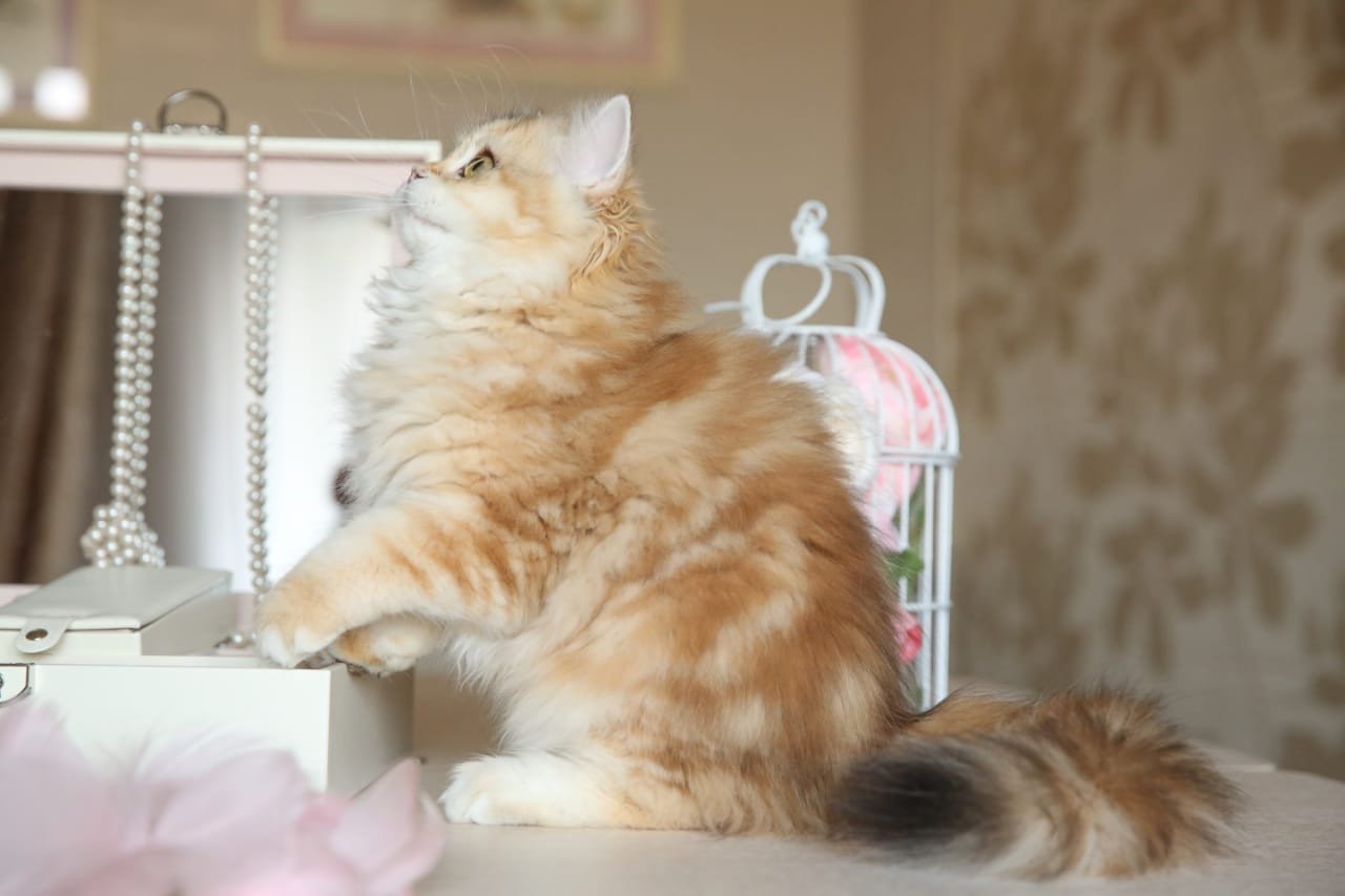 British longhair black golden blotched