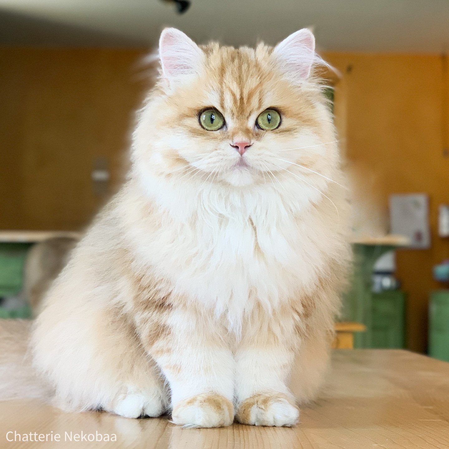 entretien du poil chat 