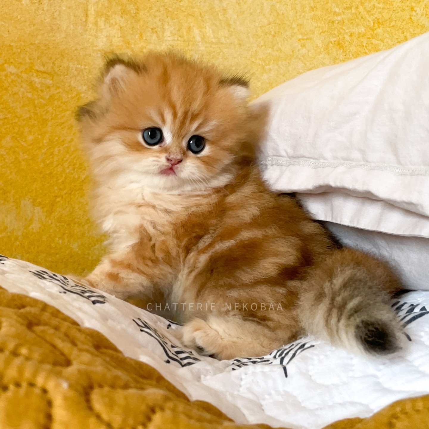 chaton british longhair black golden blotched