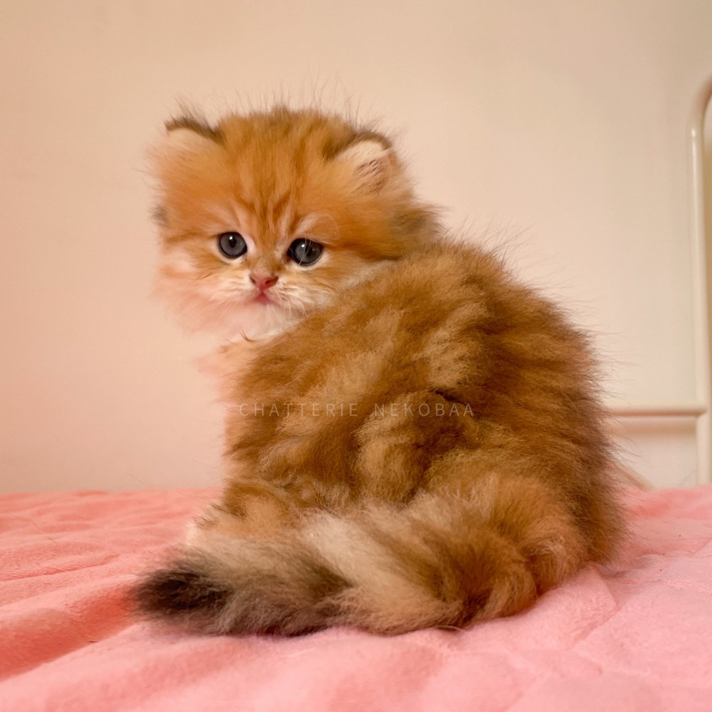 British longhair black golden blotched