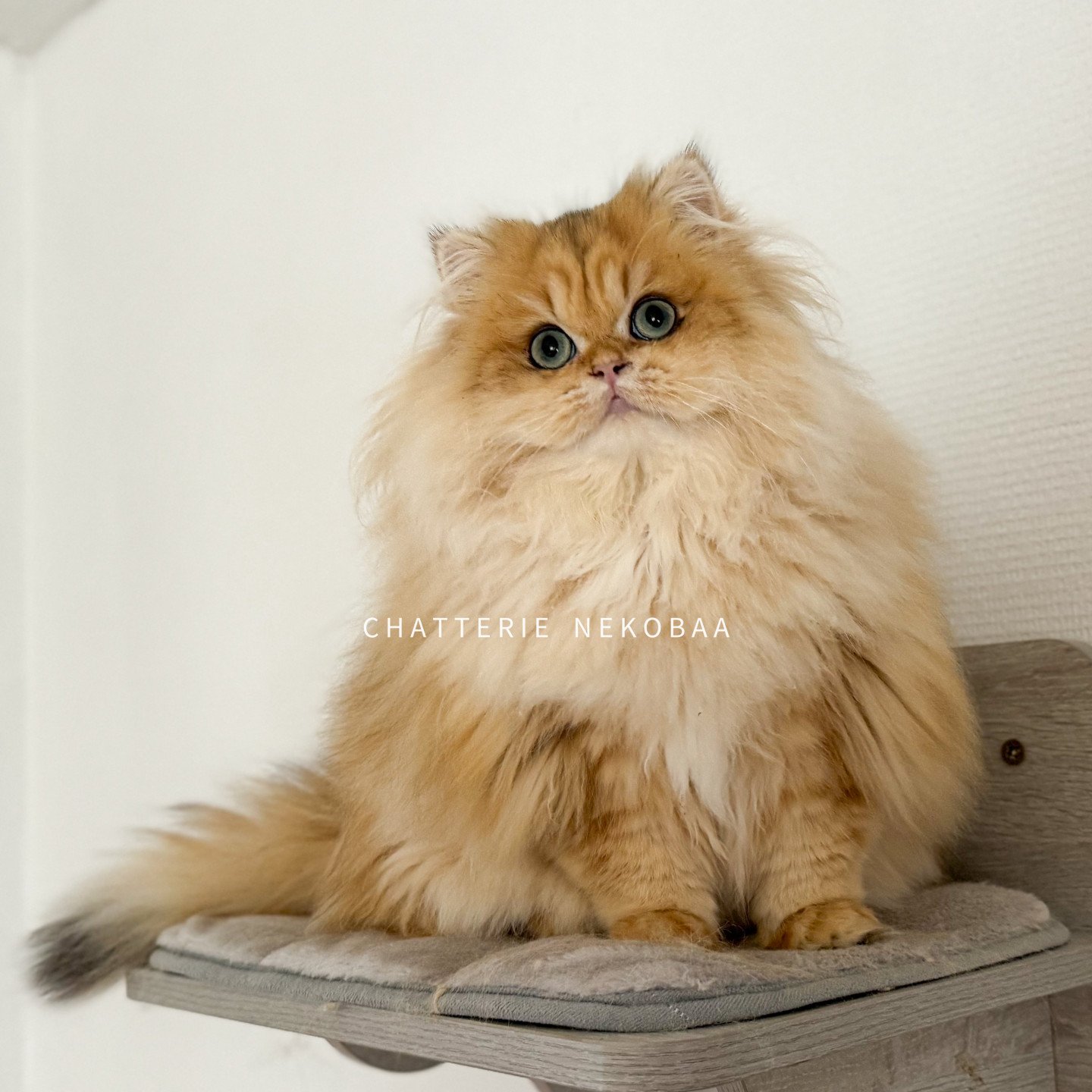 Chat british longhair black golden blotched