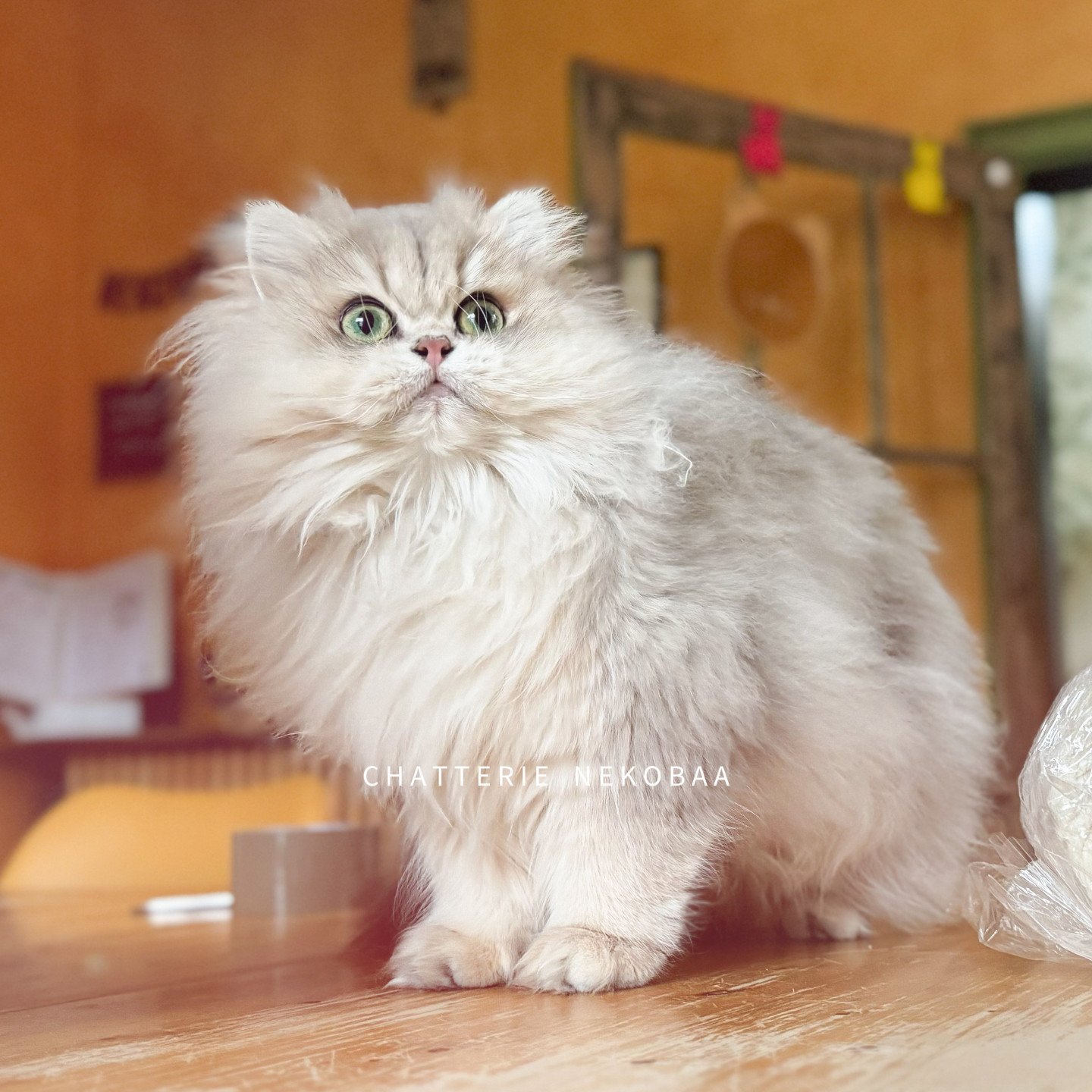 British longhair blue golden