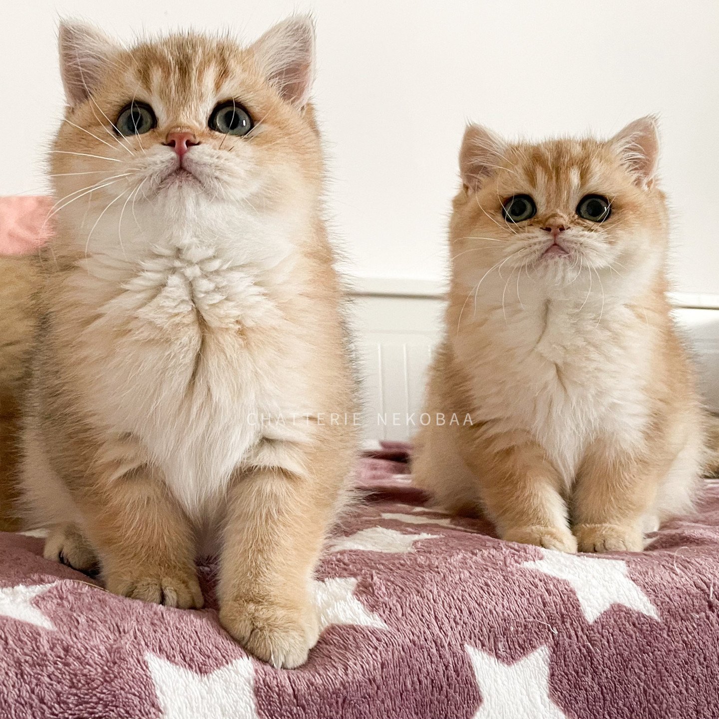 chaton british shorthair golden