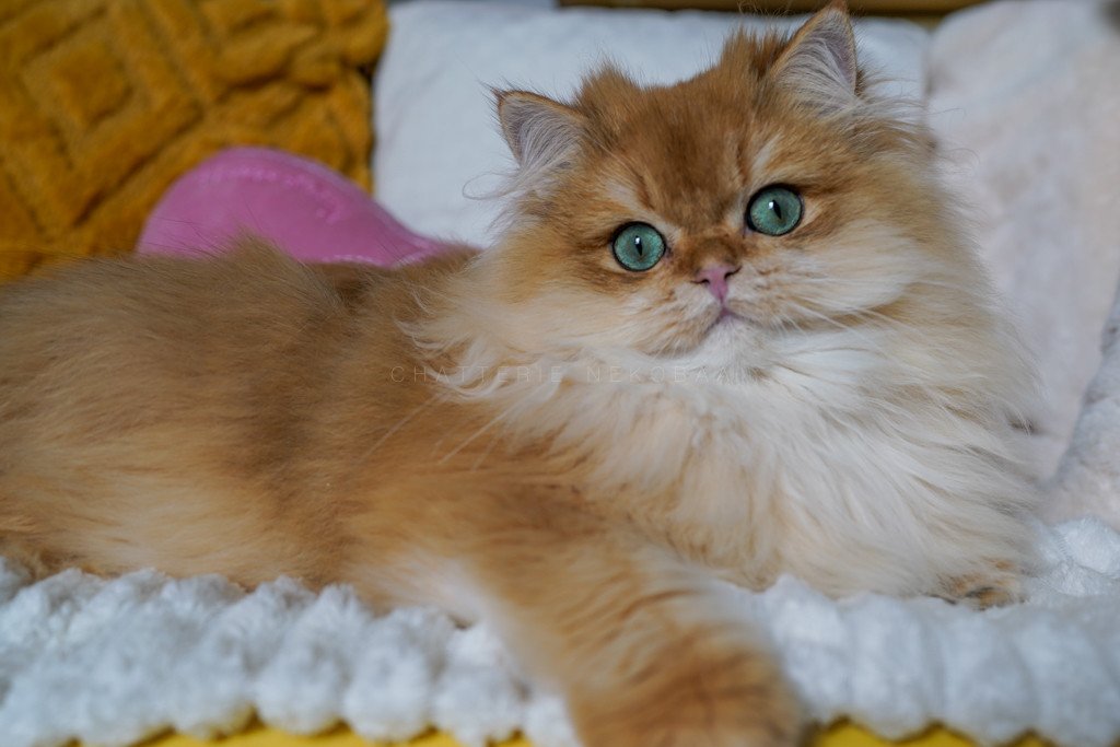 Teddy british longhair copper