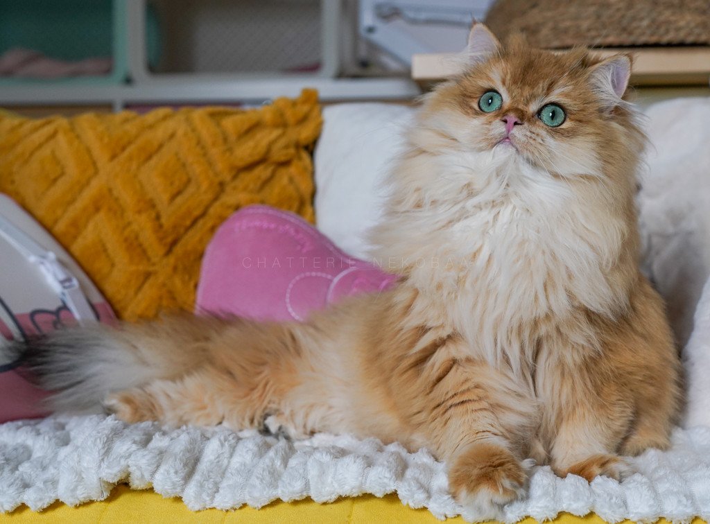 Teddy british longhair black golden shell (copper)