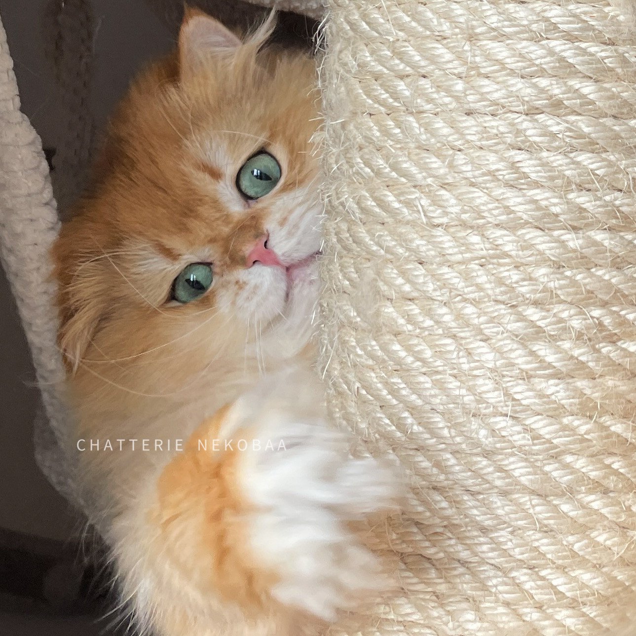 Teddy, British longhair golden