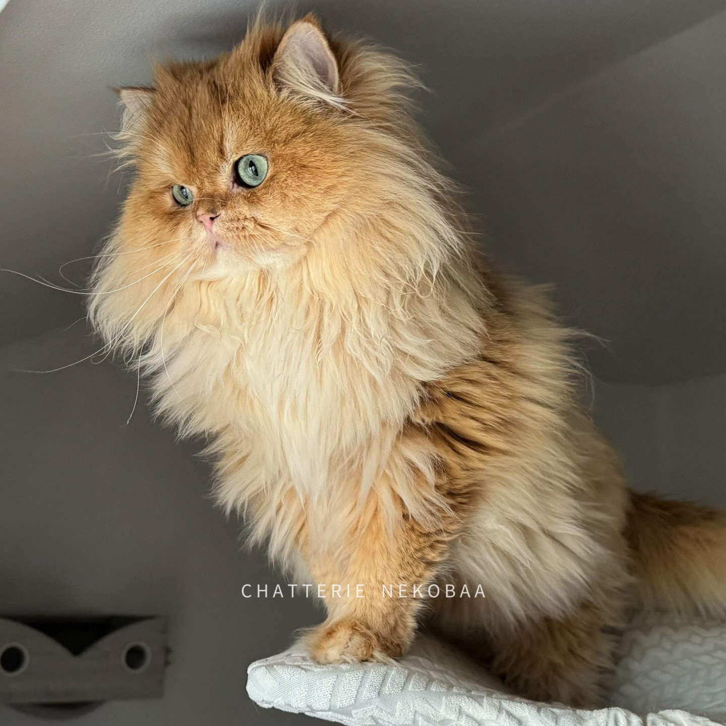 British longhair golden copper