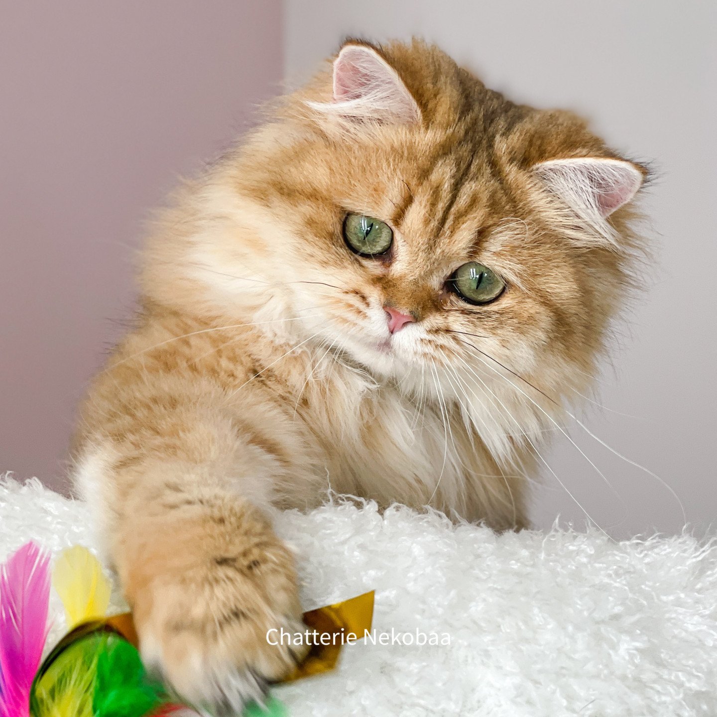 Zia femelle British longhair golden