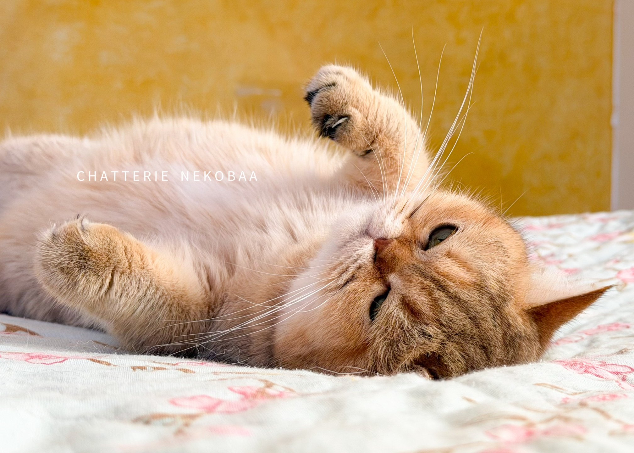 laisser chat dormir au lit