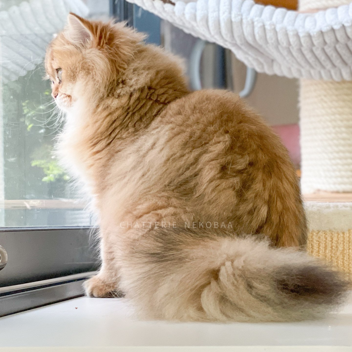 British longhair black golden shaded copper