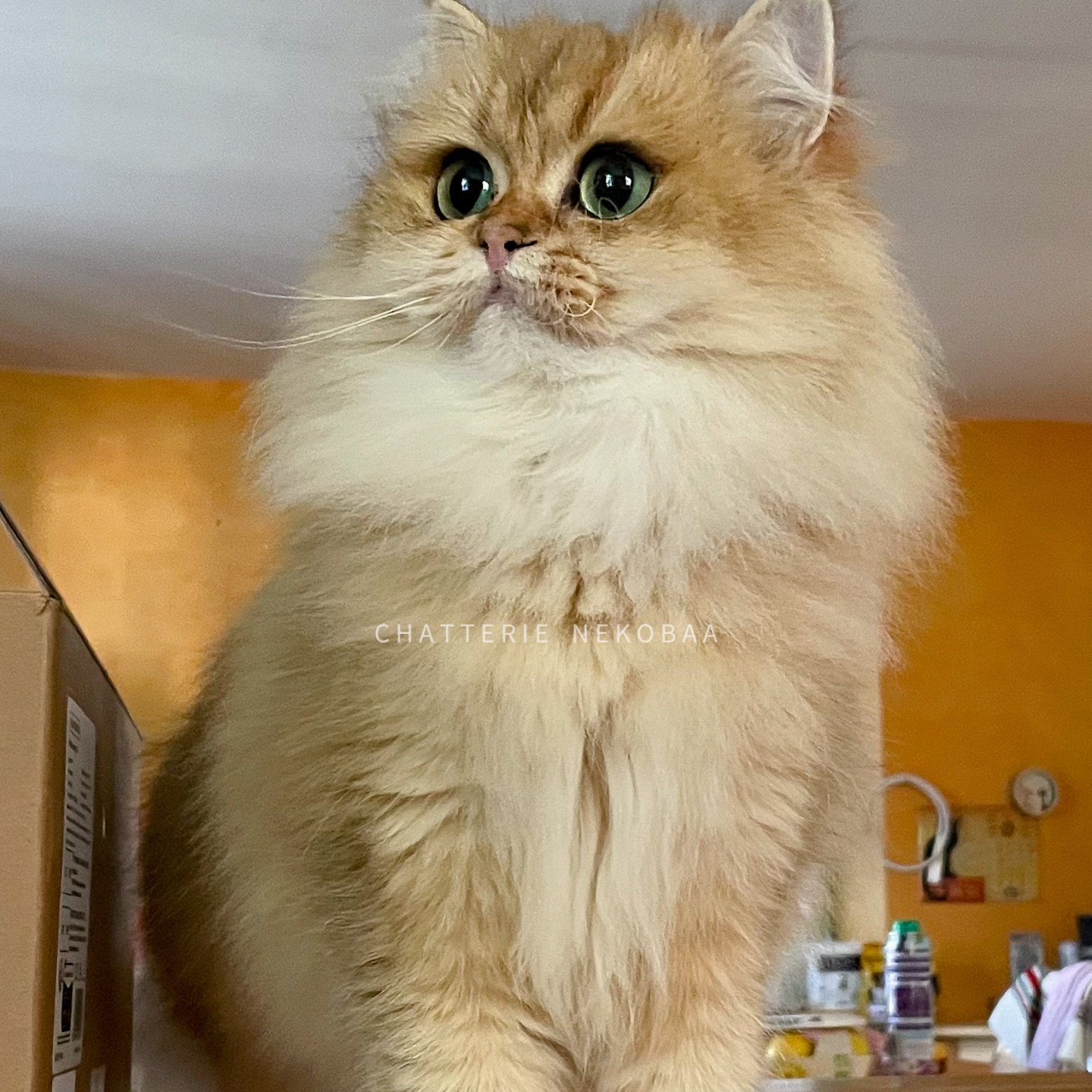 chatte British longhair black golden shaded