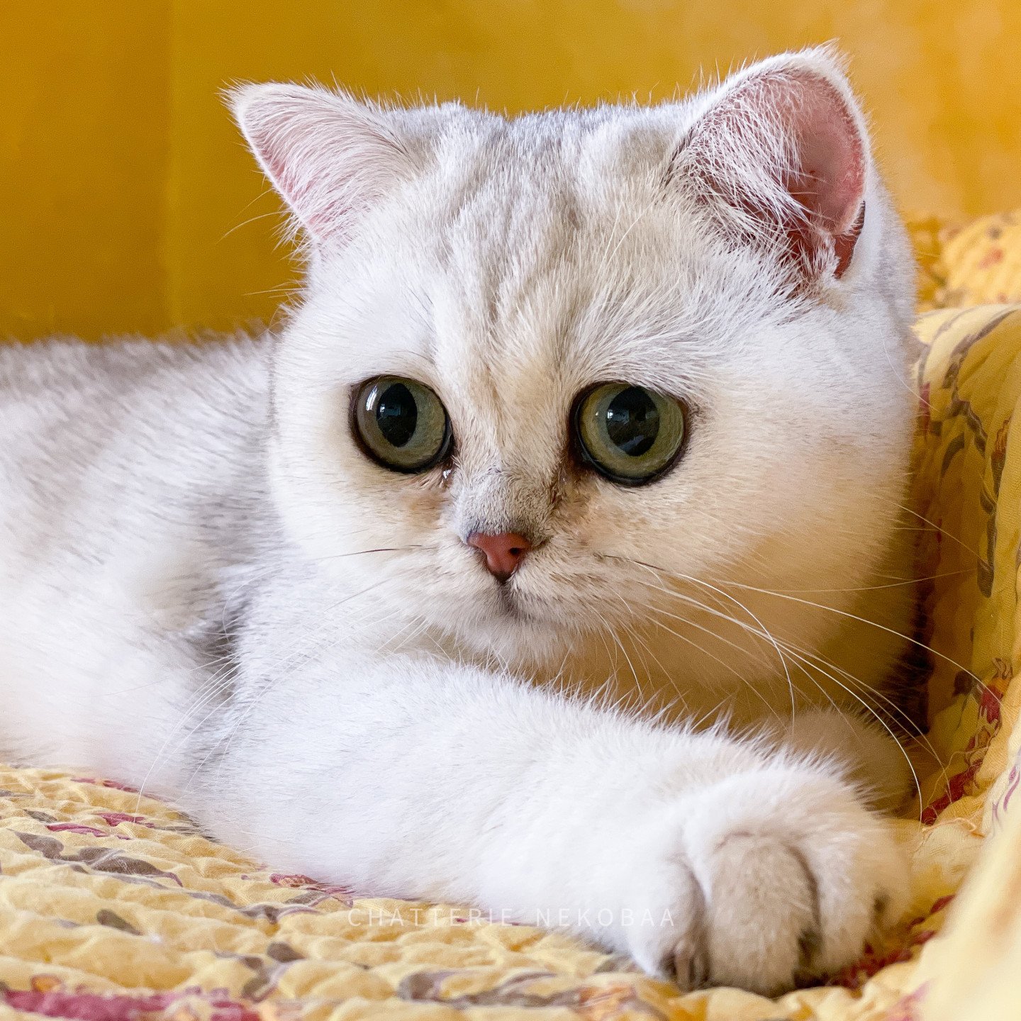 ed british shorthair black silver shaded