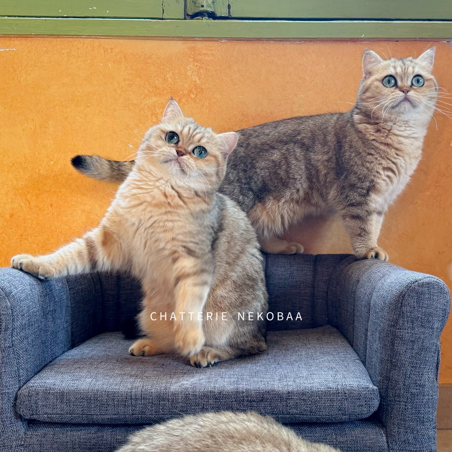 cohabitation 2 chattes adultes