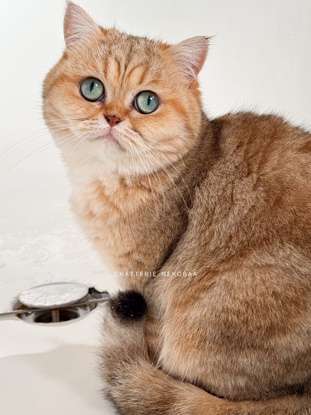 Fuu de Nekobaa