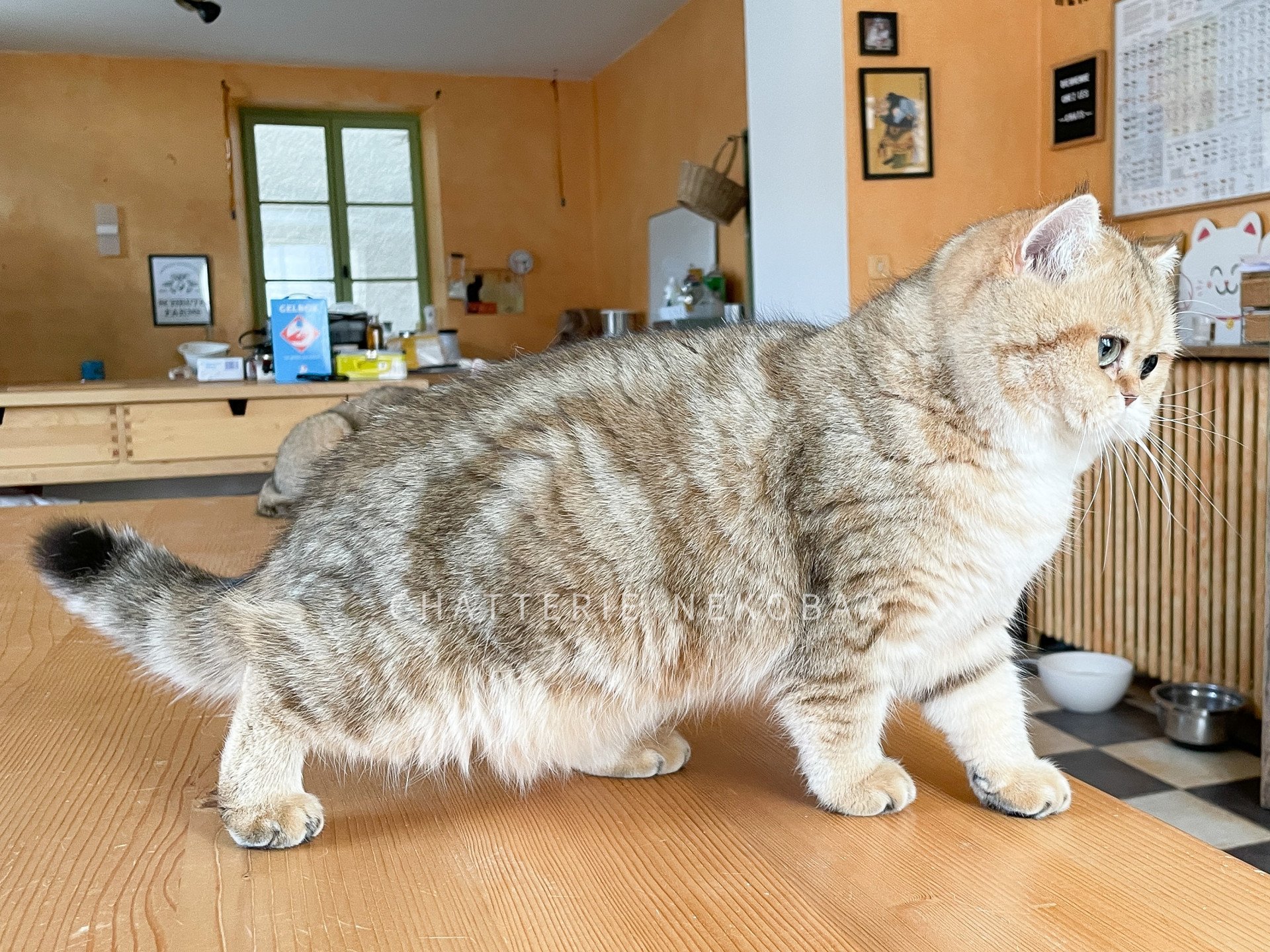 Fuu, British shorthair black golden blotched tabby