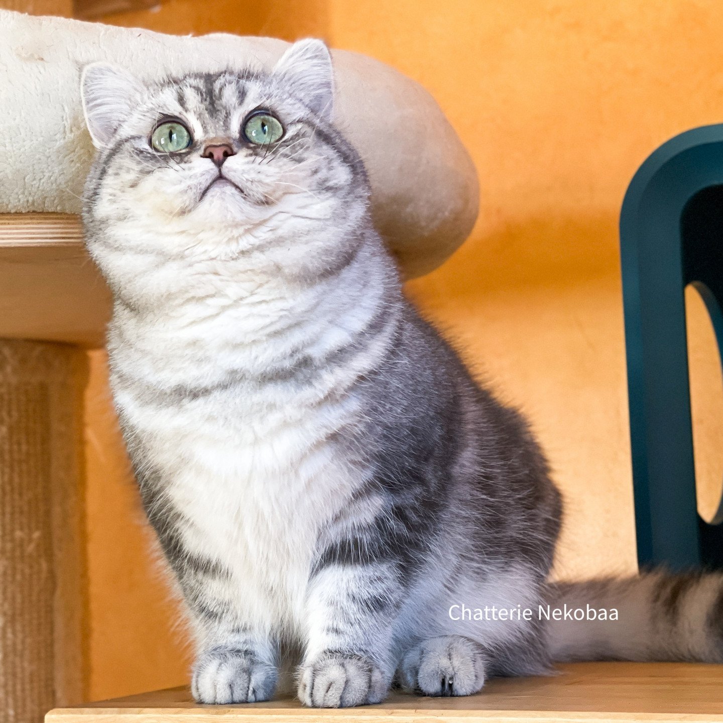 British blue silver blotched tabby