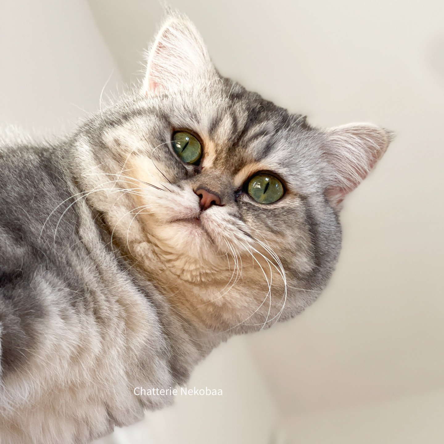 chat British Shorthair blue silver blotched tabby Goofy Chatterie Nekobaa