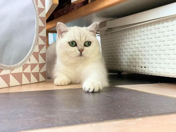 Yuna Femelle British Black Silver Shaded Chat British Silver Shaded Yuna Femelle British Black Silver Shaded Chat British Silver Shaded