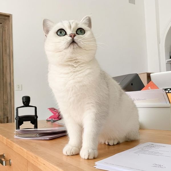 Yuna Femelle British Black Silver Shaded Chat British Silver Shaded Yuna Femelle British Black Silver Shaded Chat British Silver Shaded