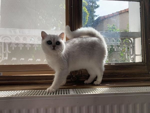 Yuna Femelle British Black Silver Shaded Chat British Silver Shaded Yuna Femelle British Black Silver Shaded Chat British Silver Shaded