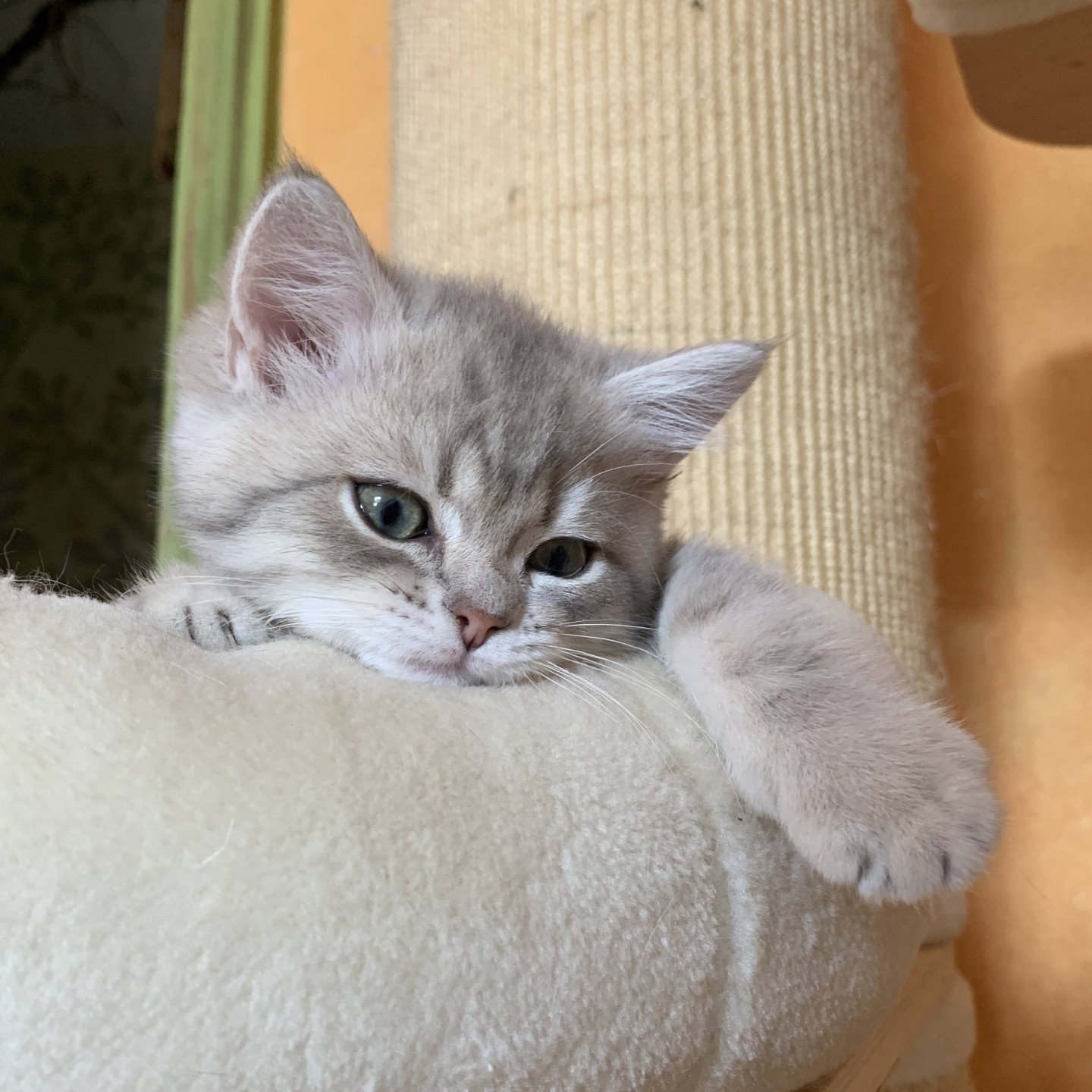 Isamu De Nekobaa Chaton British Shorthair Dordogne
