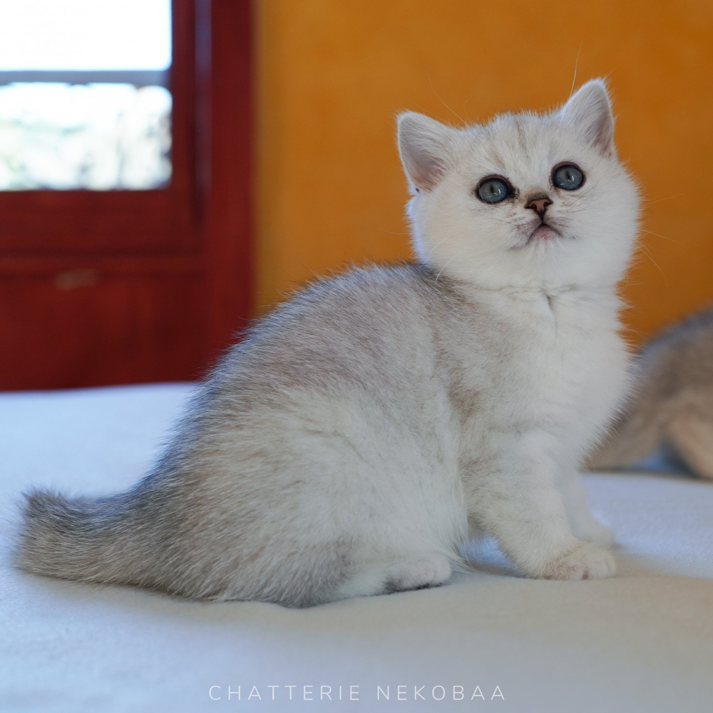 Tomo Kiki de Nekobaa - Chaton British Shorthair Dordogne