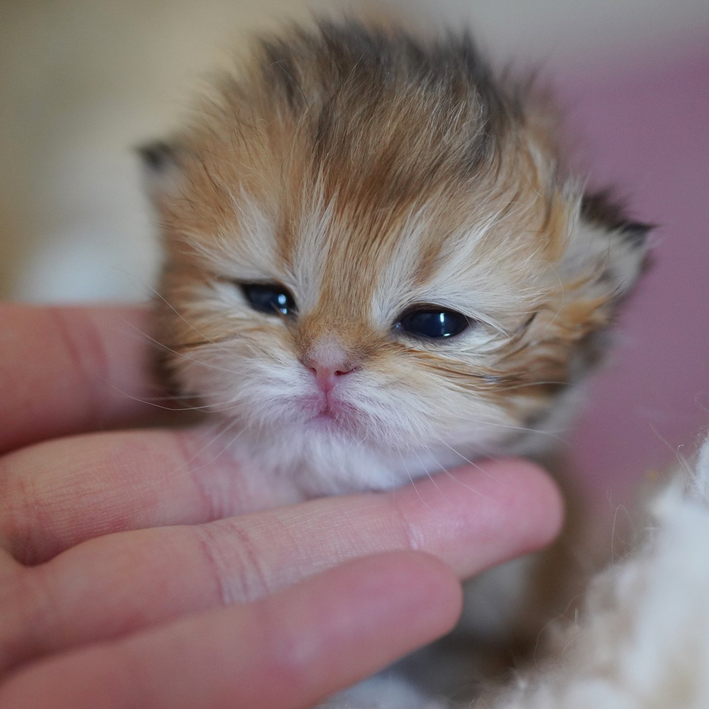 golden british longhair kitten