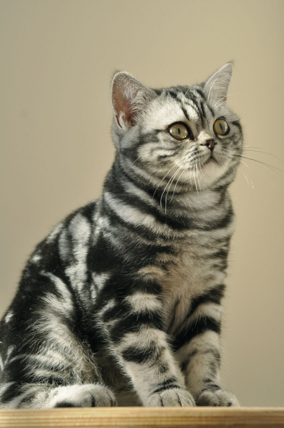 Novella Nodame Chat British Shorthair Dordogne 700 00