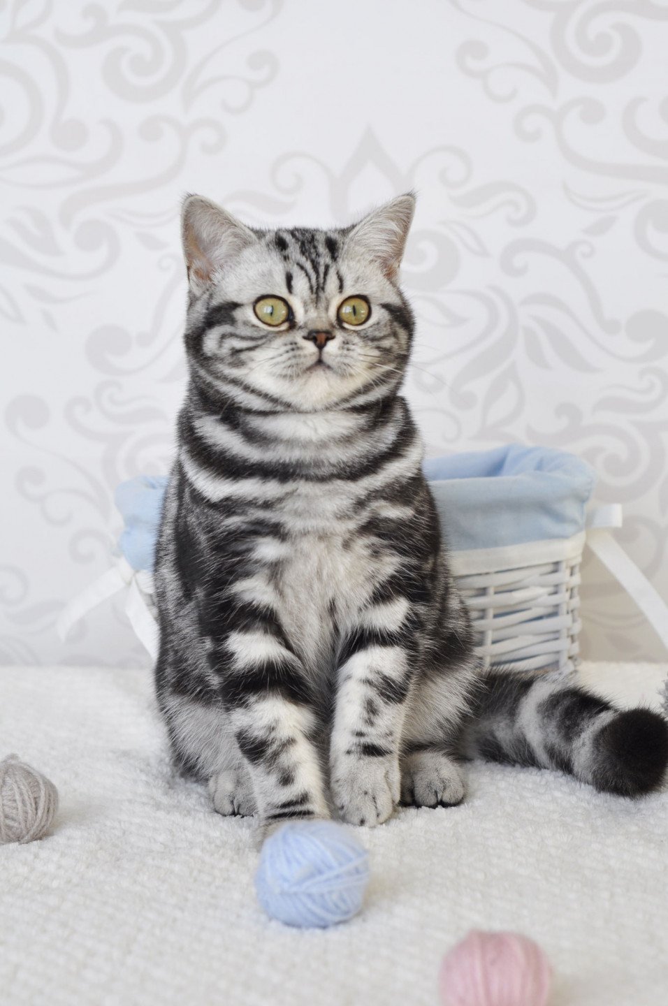 Lv Ice Florence Novella Chat British Shorthair Dordogne
