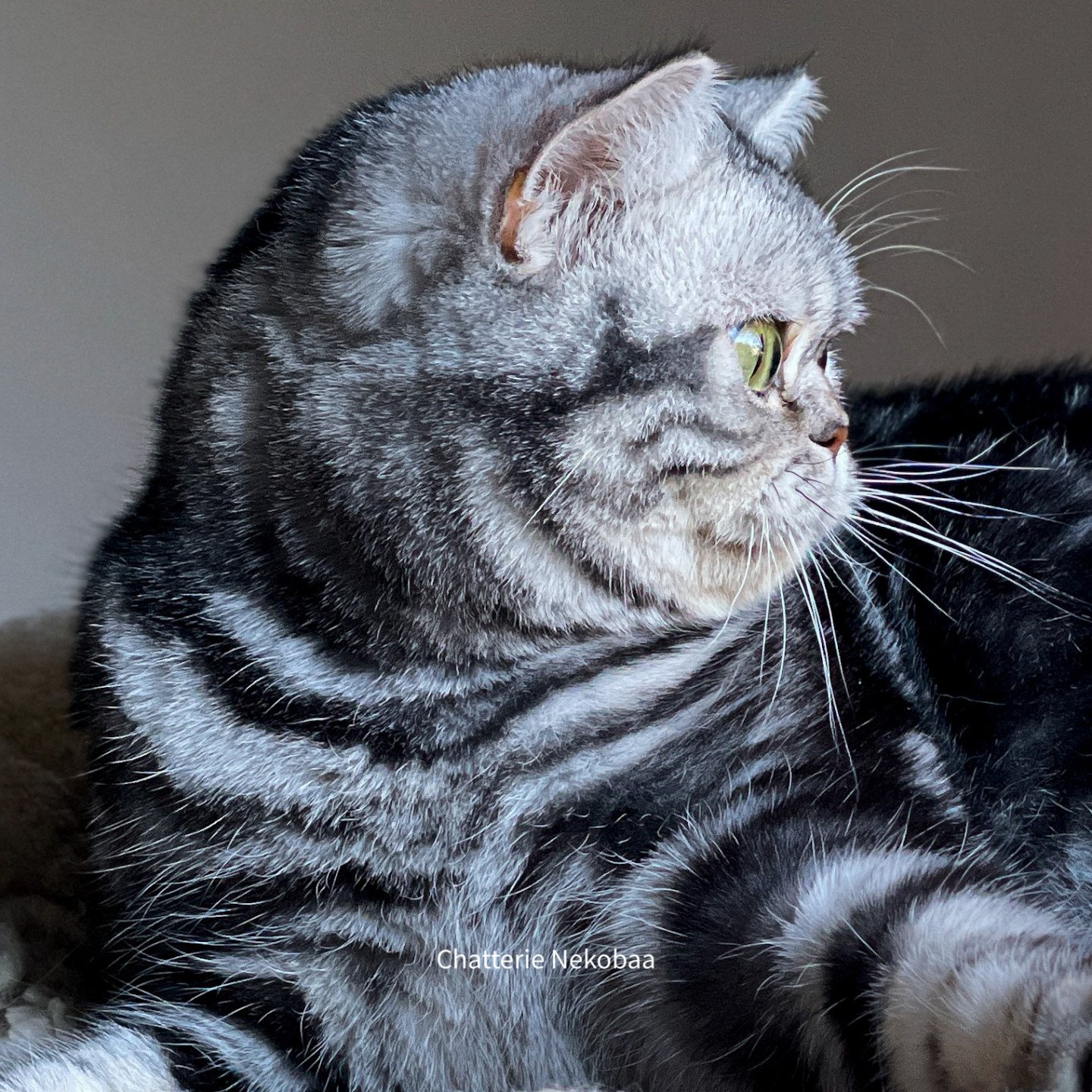 chat British Shorthair black silver blotched tabby Novella Chatterie Nekobaa