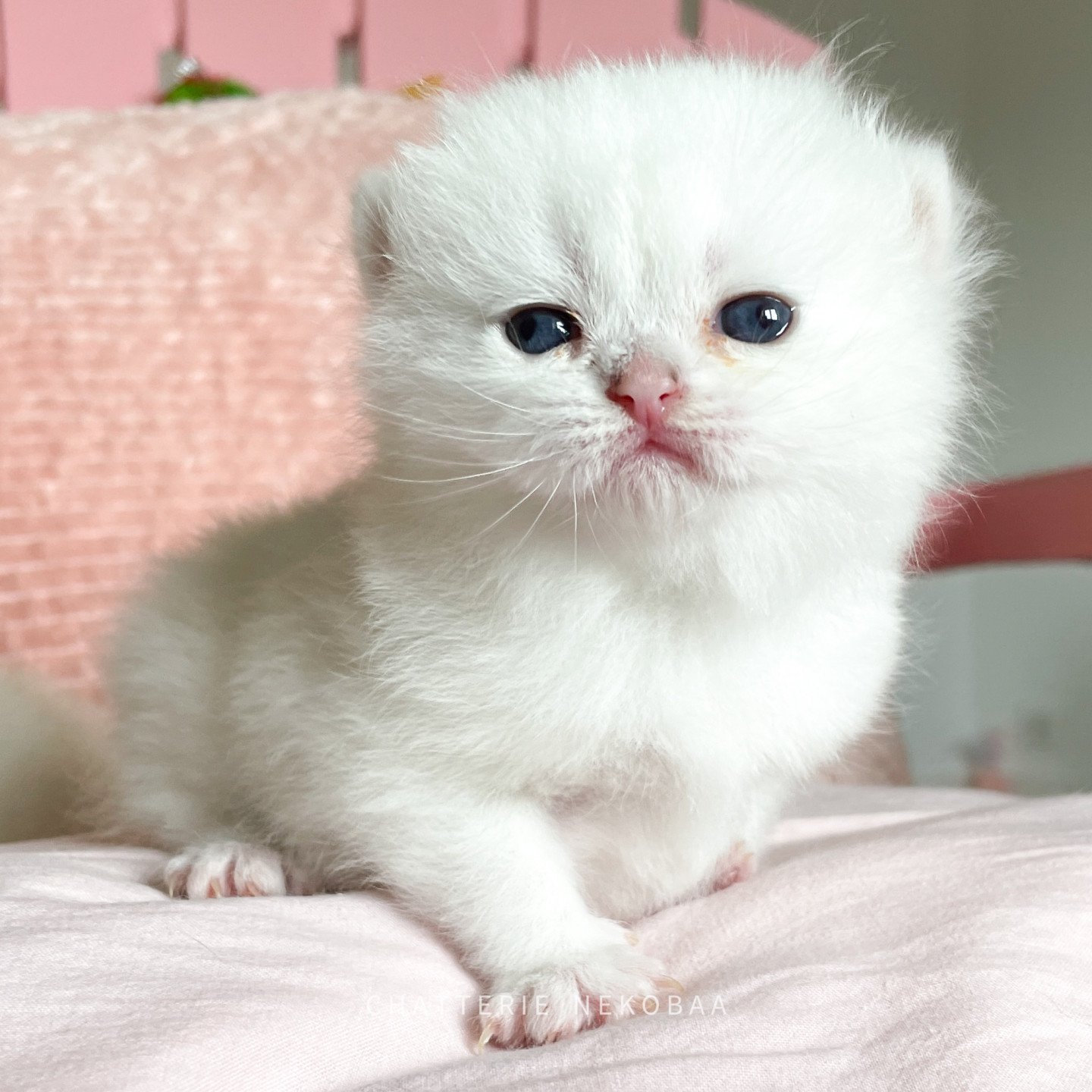 British yeux bleu Otomi adorable femelle British colourpoint.
