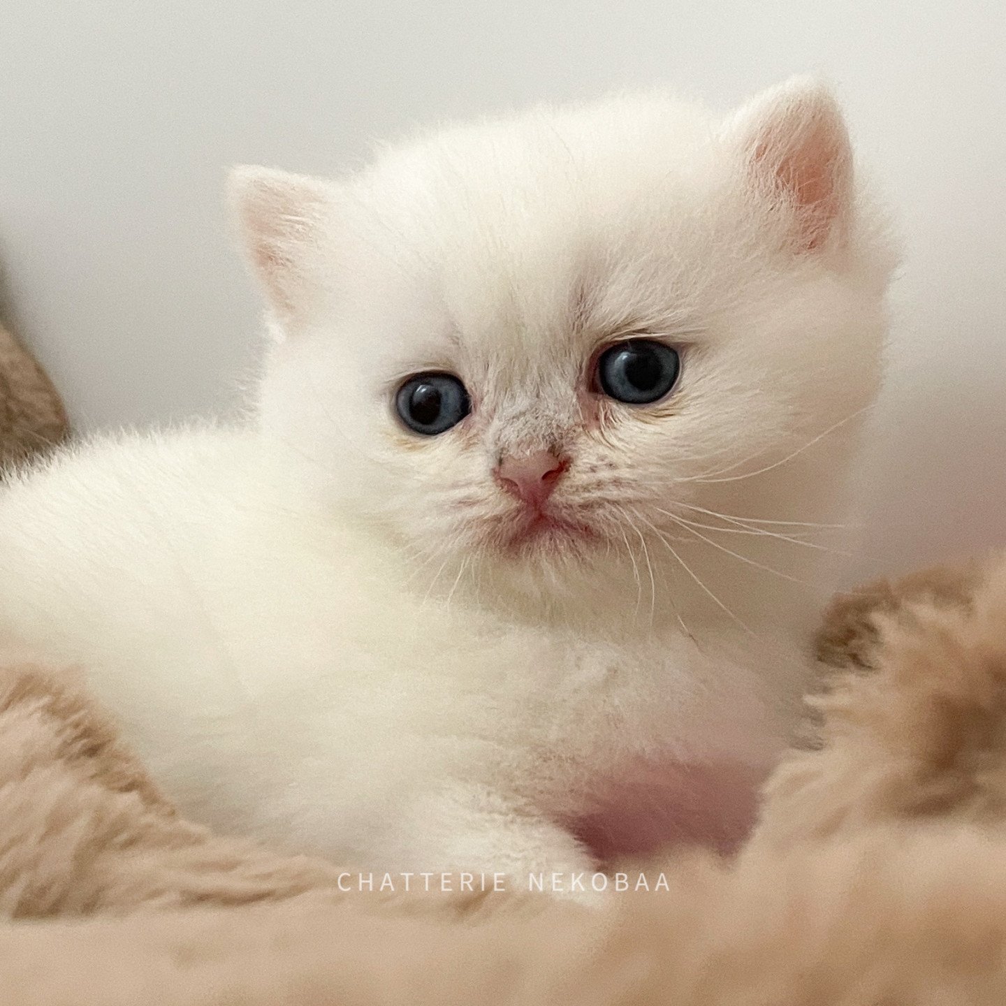 British yeux bleu Otomi adorable femelle British colourpoint.