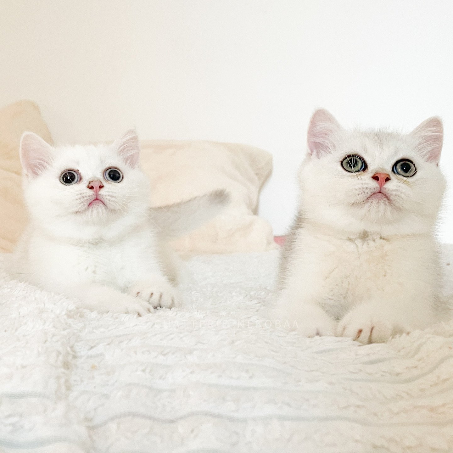 British yeux bleu - Otomi adorable femelle British colourpoint.
