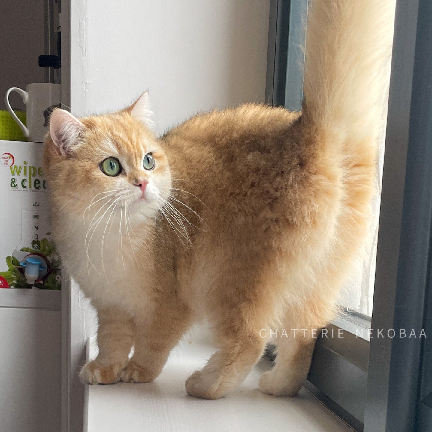 Rosisan british shorthair black golden shell (copper)