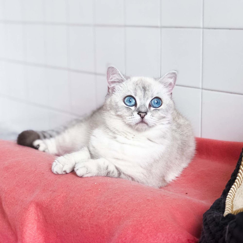 Sakura Sublime British Shorthair Black Silver Shaded Point Yeux Bleus Sakura Sublime British Shorthair Black Silver Shaded Point Yeux Bleus