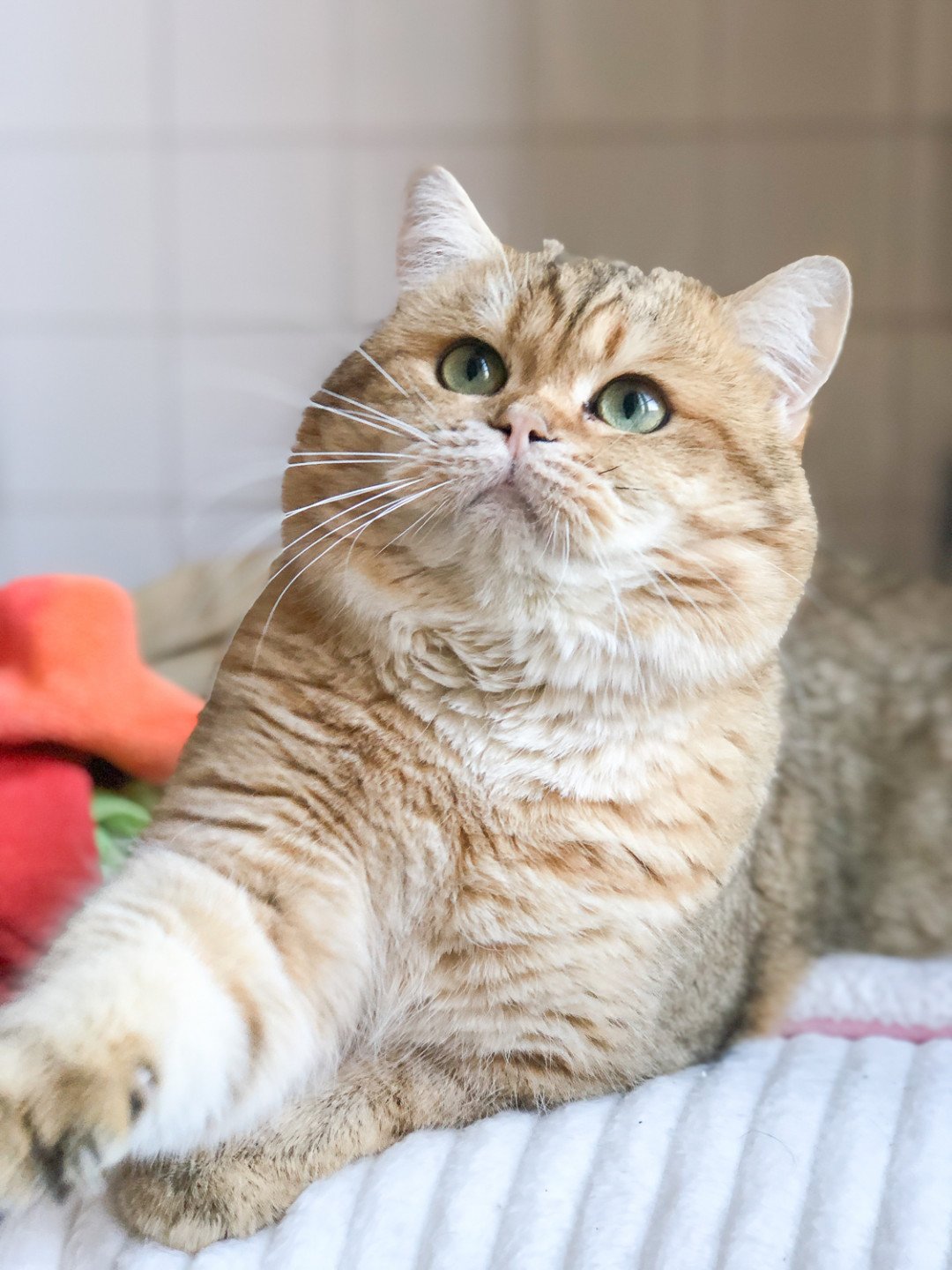 Shukaku Chat British Shorthair Black Golden Shaded Yeux Verts