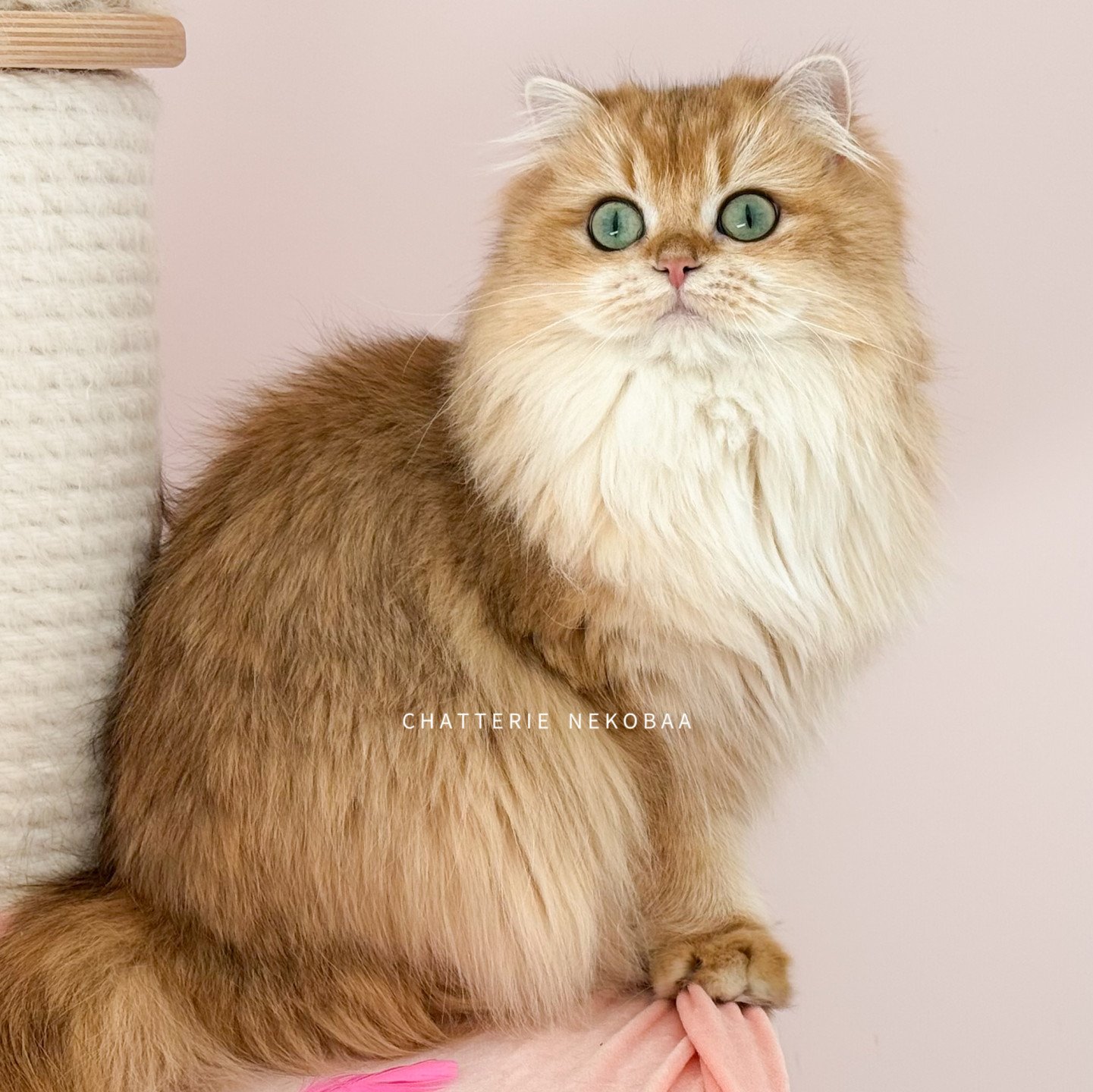 Tomoko de Nekobaa, british longhair golden