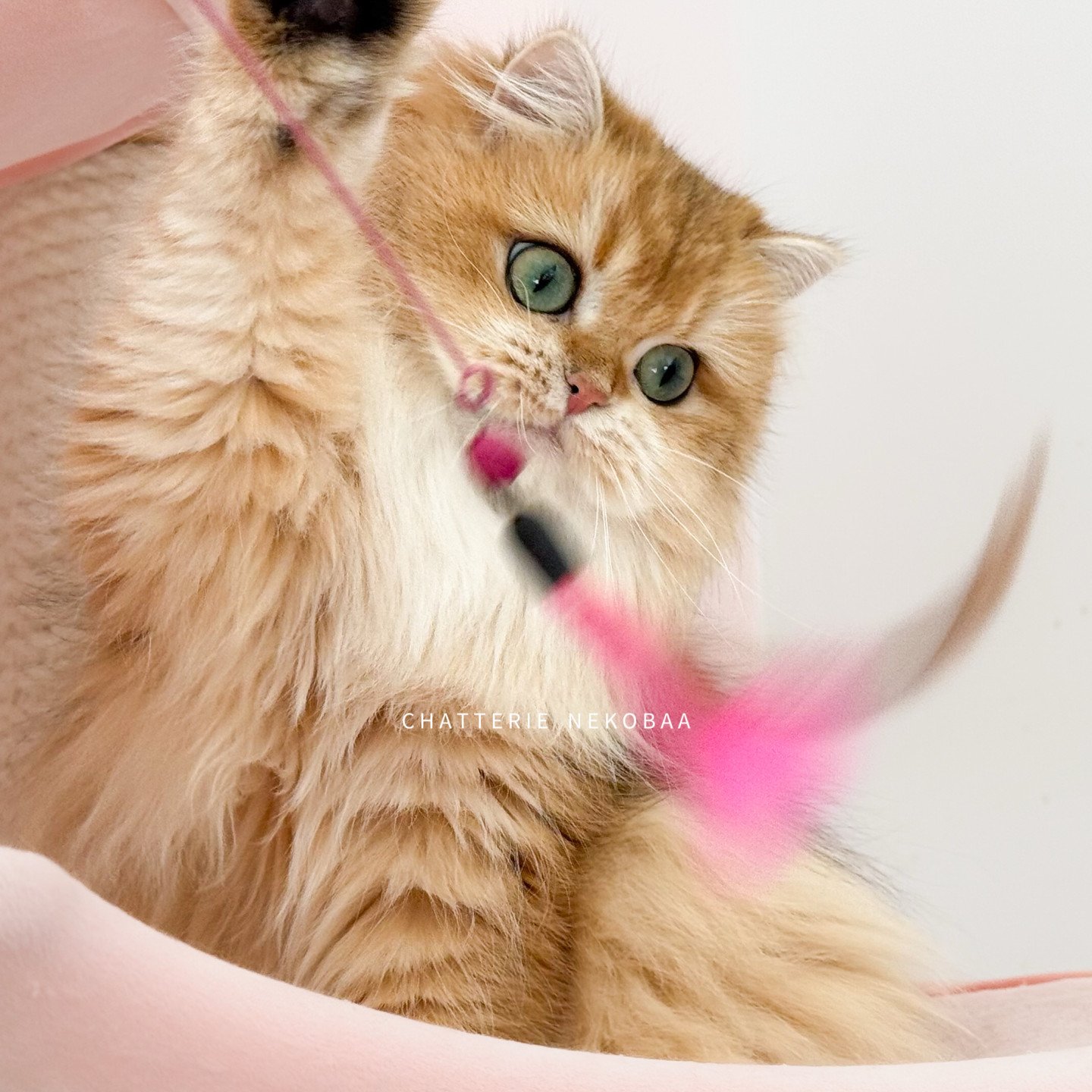 Tomoko de Nekobaa, British longhair
