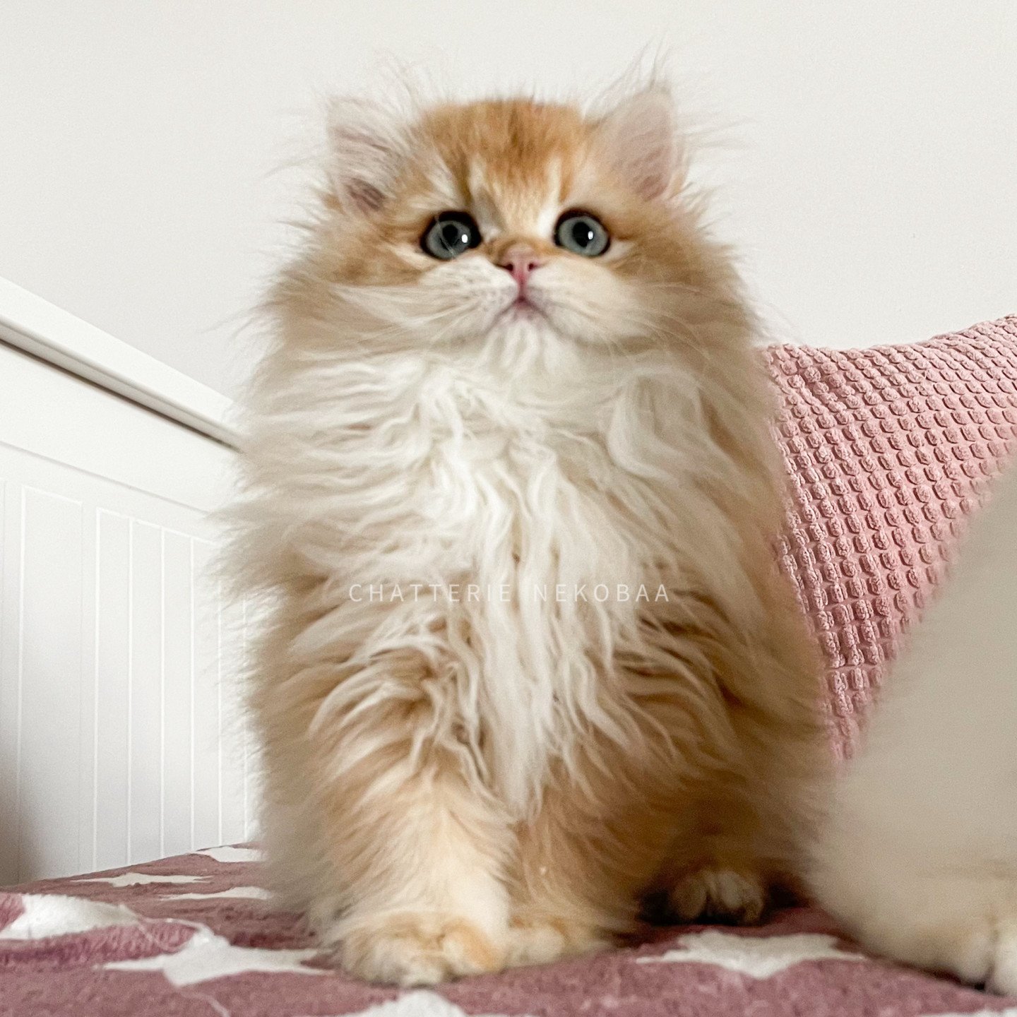 Tomoko de Nekobaa, British longhair black golden