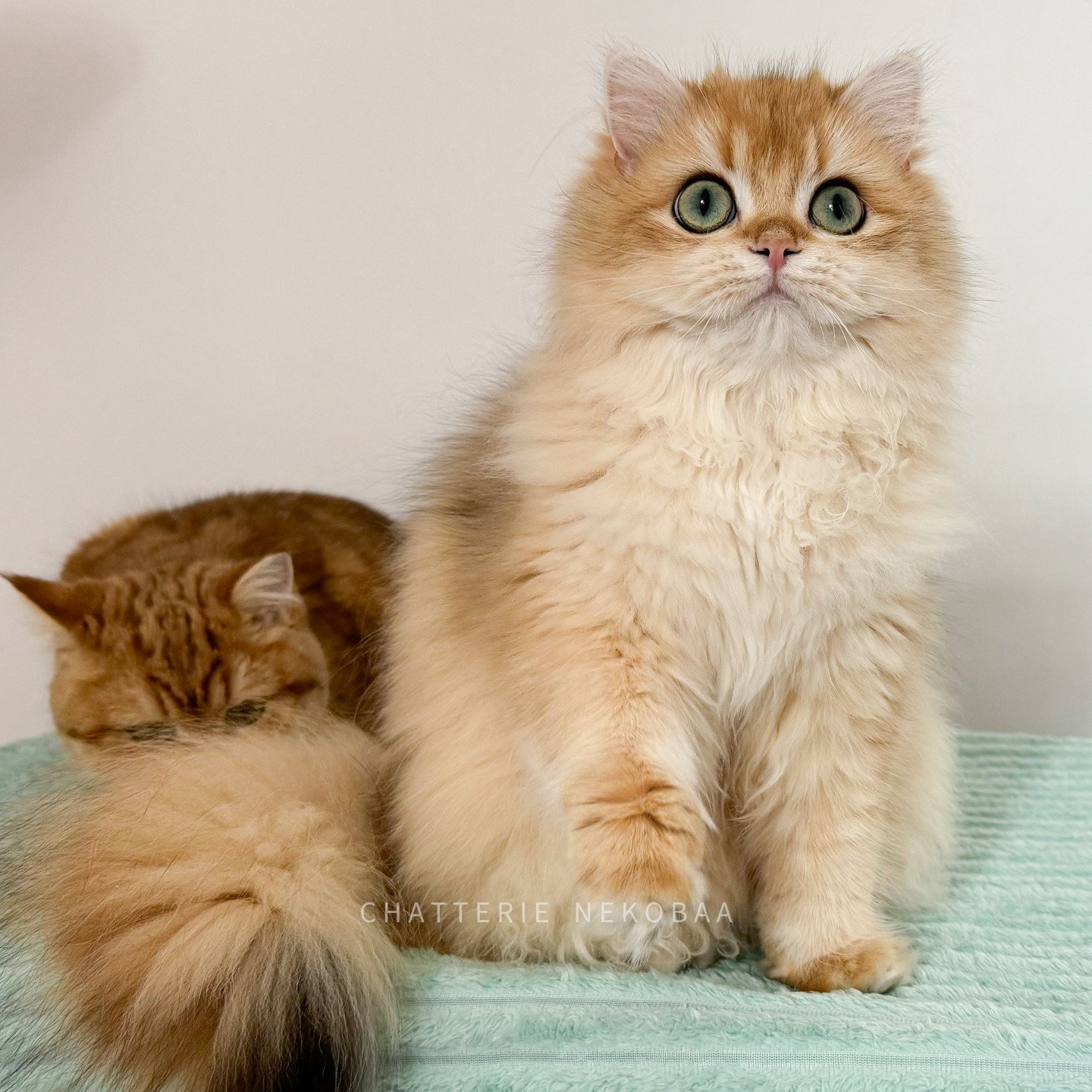 chaton british longhair black golden shell