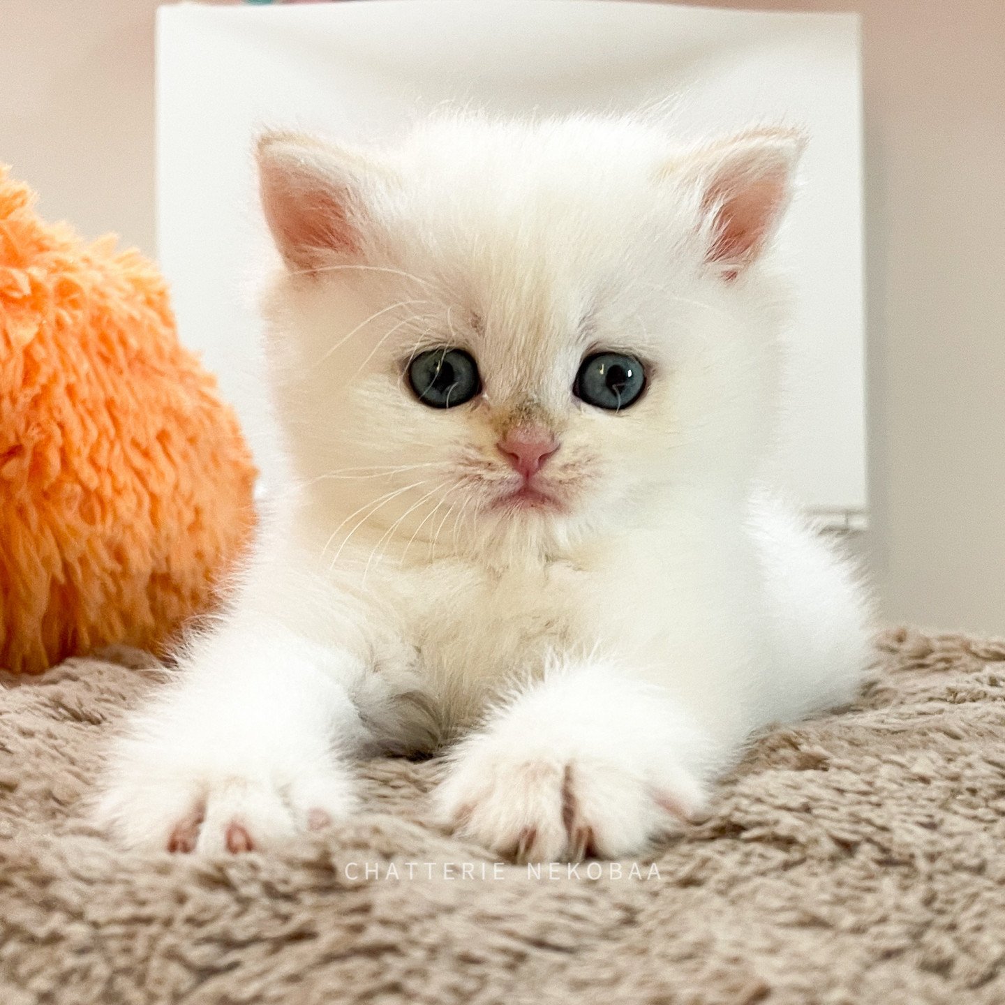 Tsunade de Nekobaa, British shorthair black golden shell point (yeux bleus)