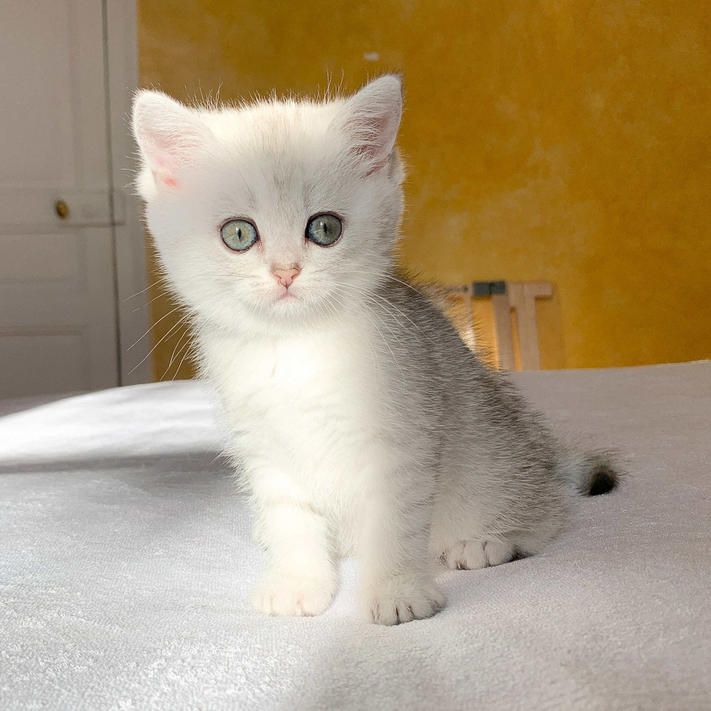 Reine Ueno De Nekobaa Chaton British Shorthair Dordogne