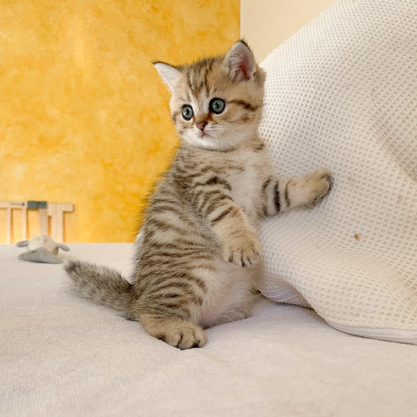 Chaton British shorthair mackerel tabby