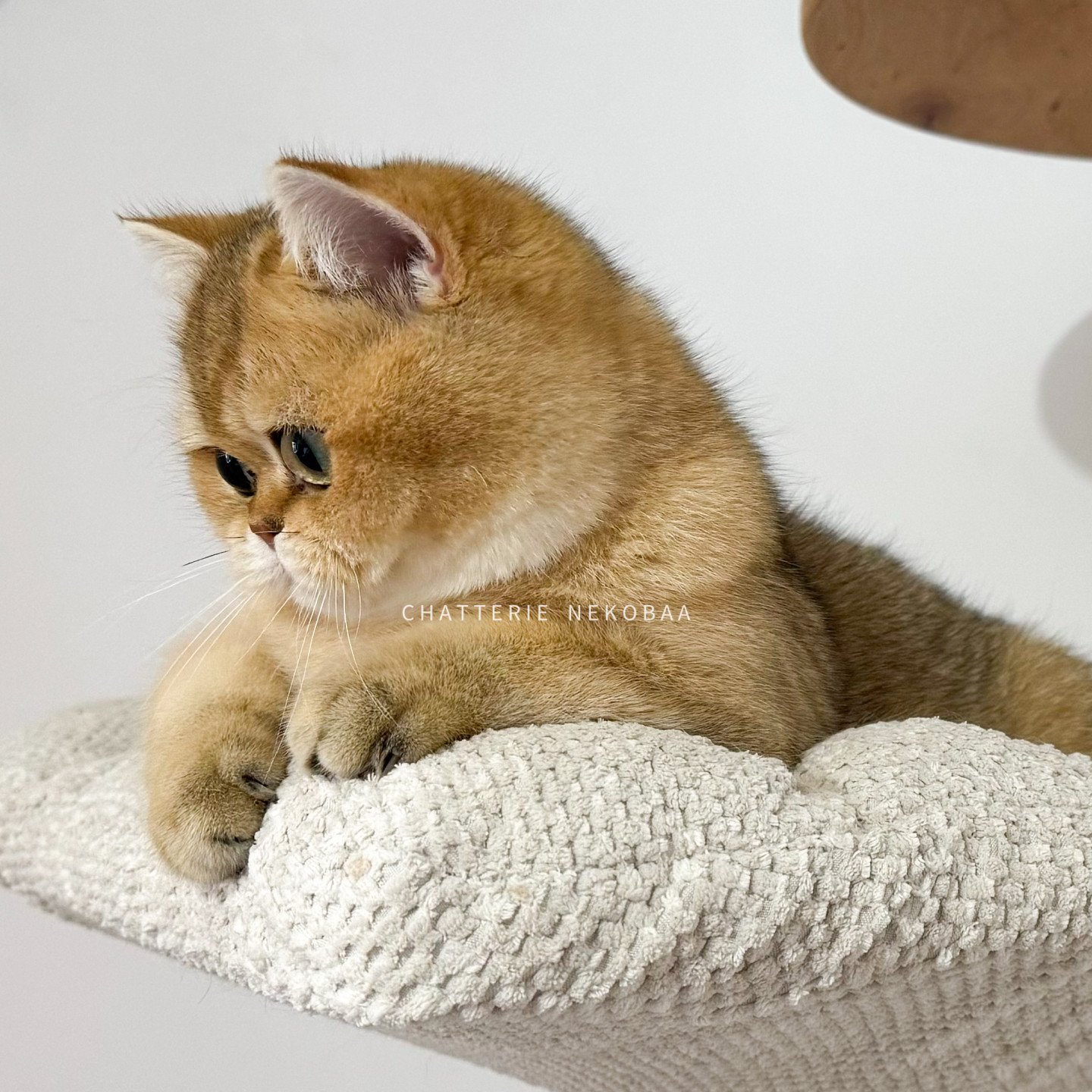 Wako de Nekobaa, british shorthair golden